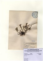 藏品(穗狀魚棲苔)的圖片